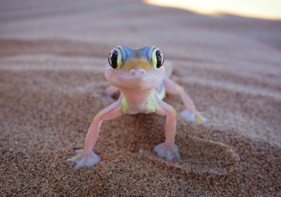 Namibia Safari Namib Wüste Gecko