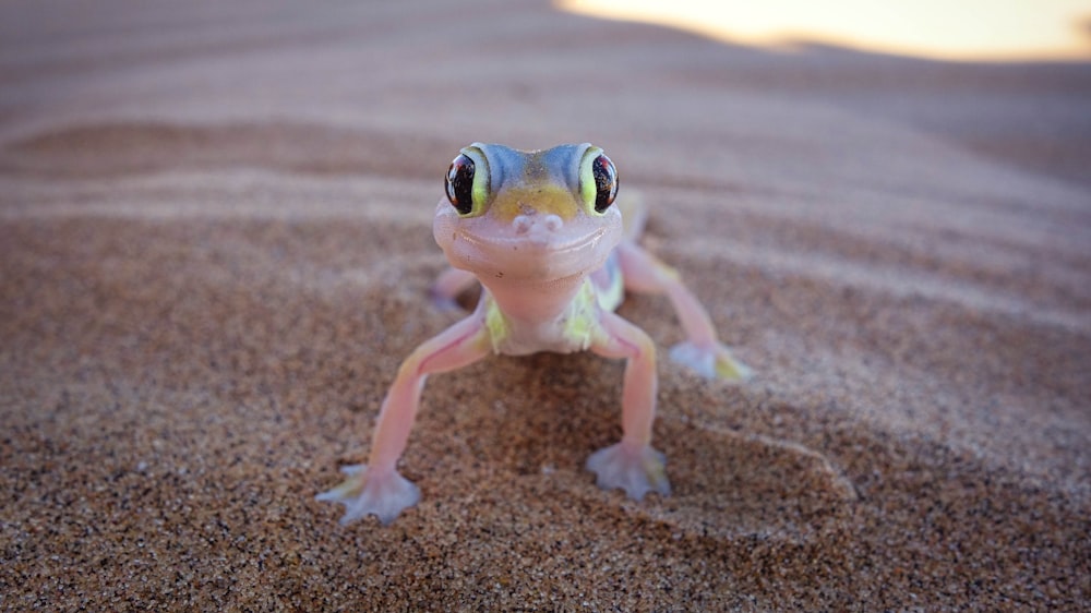 Figurine de grenouille blanche et verte sur sable brun pendant la journée