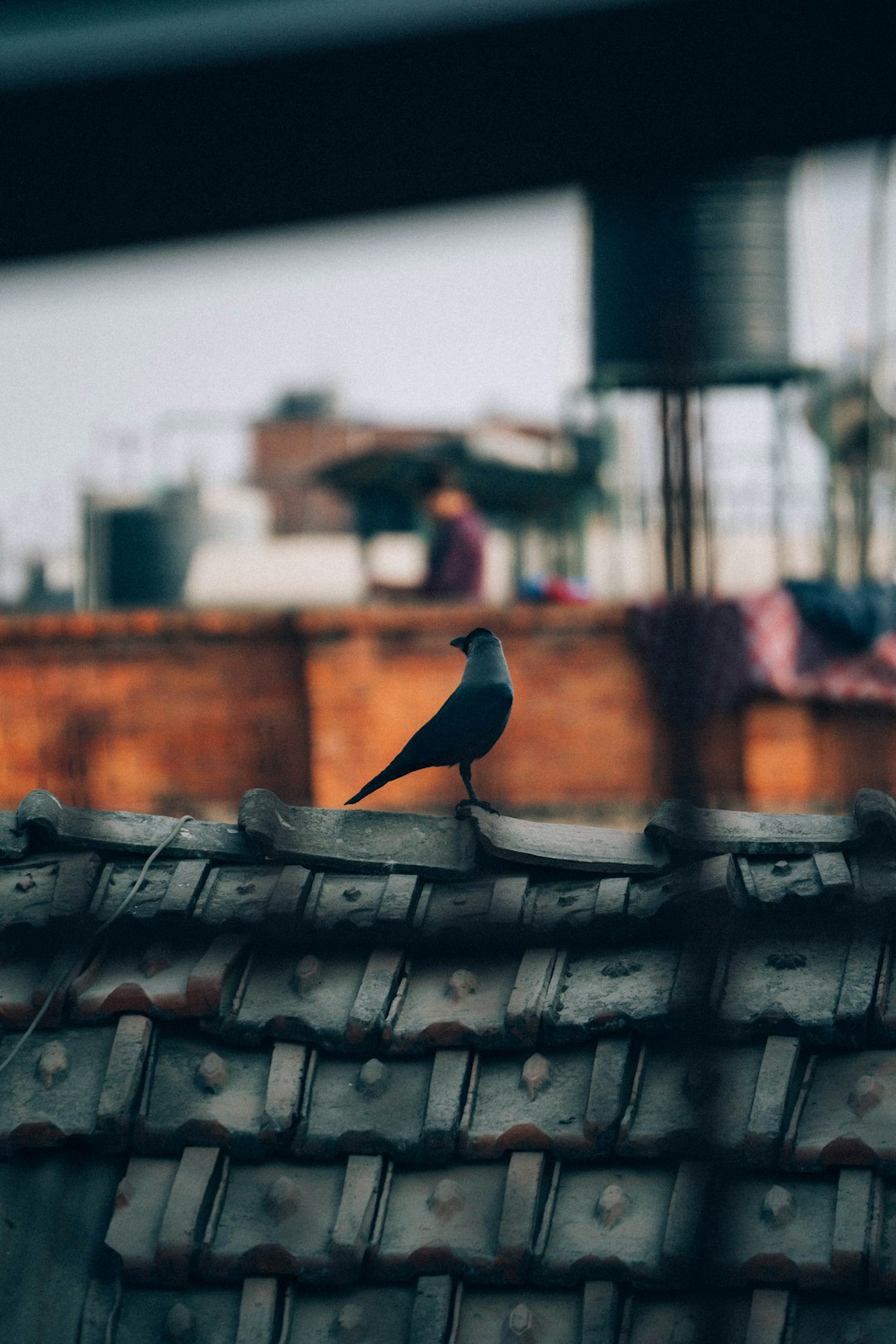 blue bird on black roof