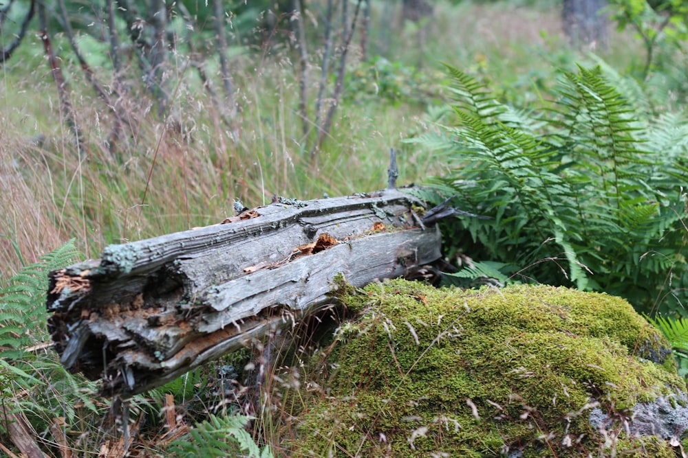 tronco di legno marrone su erba verde