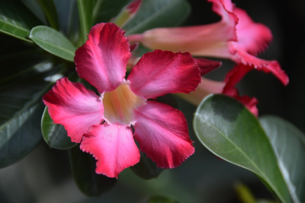 pink flower in tilt shift lens