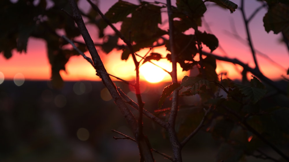 brown tree branch during sunset