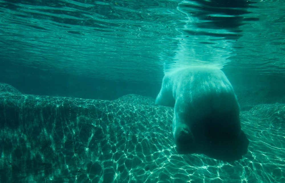 水中の白い海の生き物