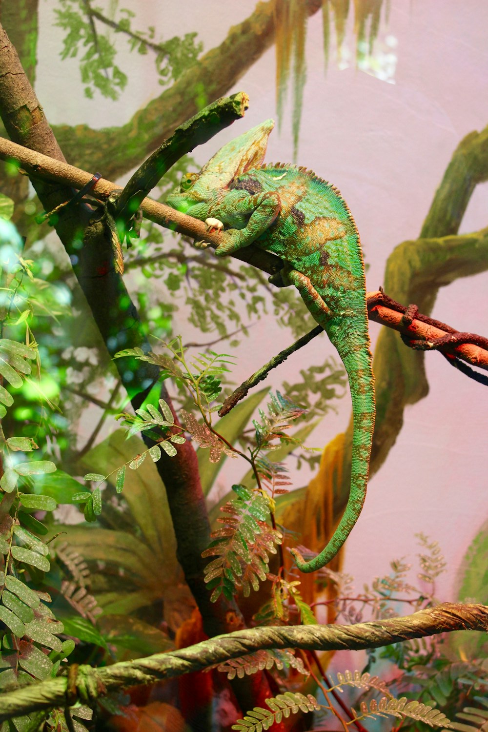 green chameleon on brown tree branch