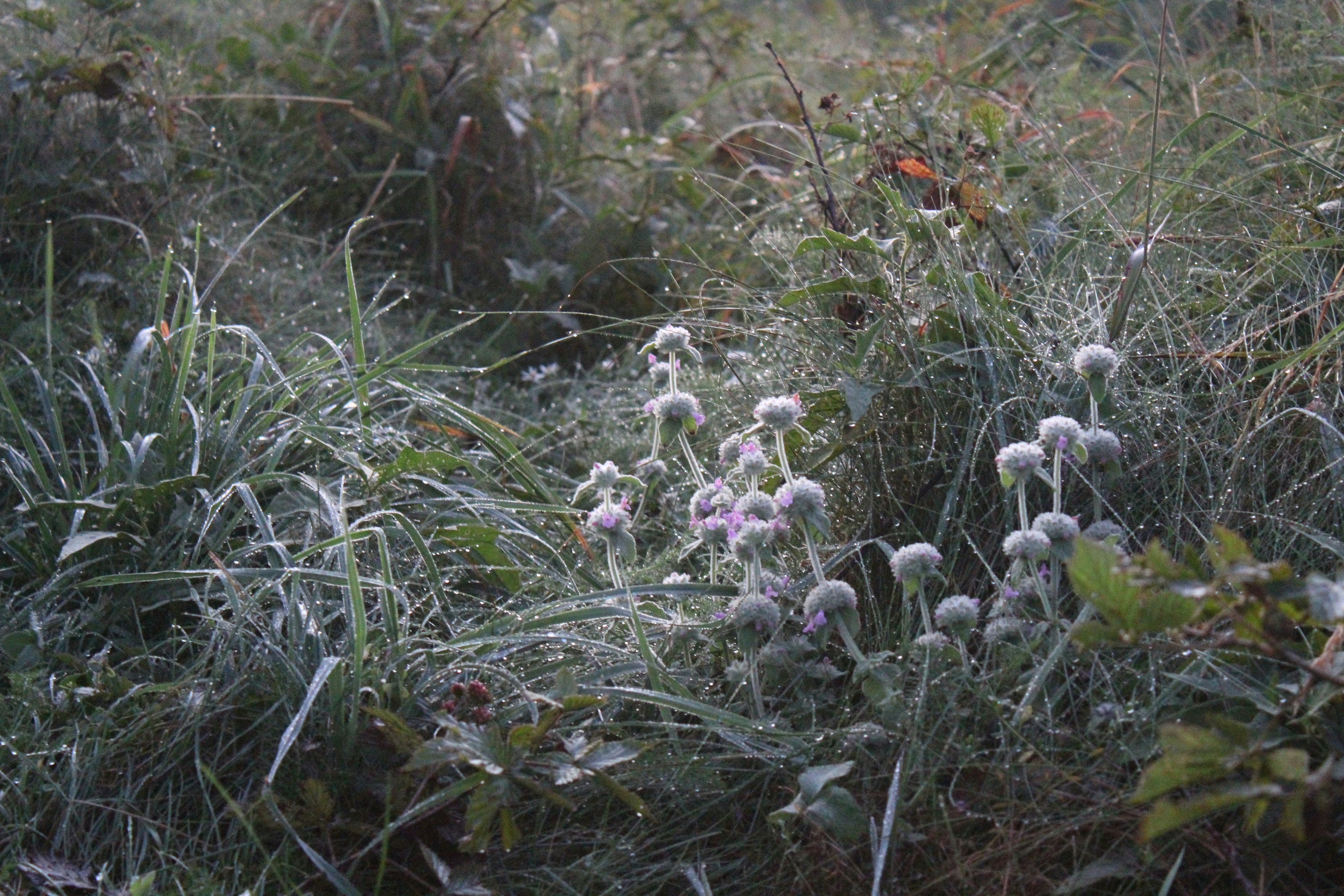 fleurs blanches sur l’herbe verte pendant la journée