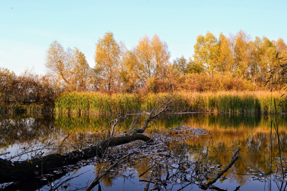 brown trees beside river during daytime