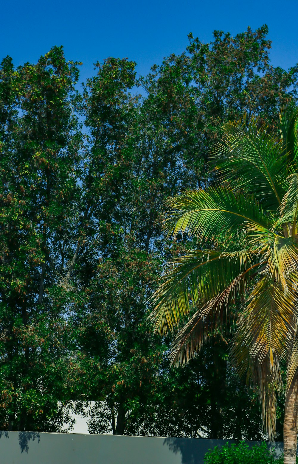 Palmera verde bajo el cielo azul durante el día