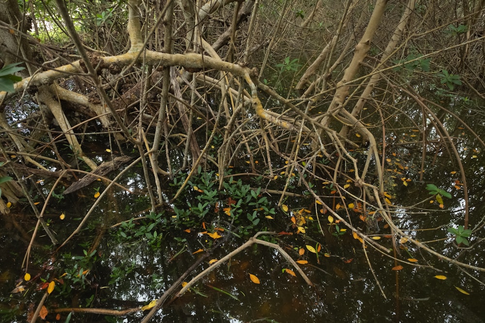 brown tree branch on water