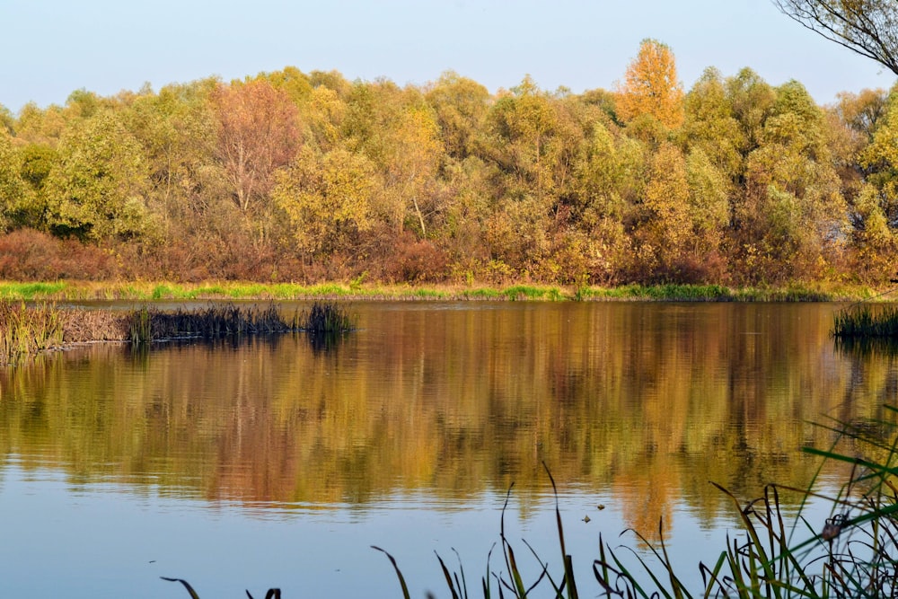 green trees beside river during daytime