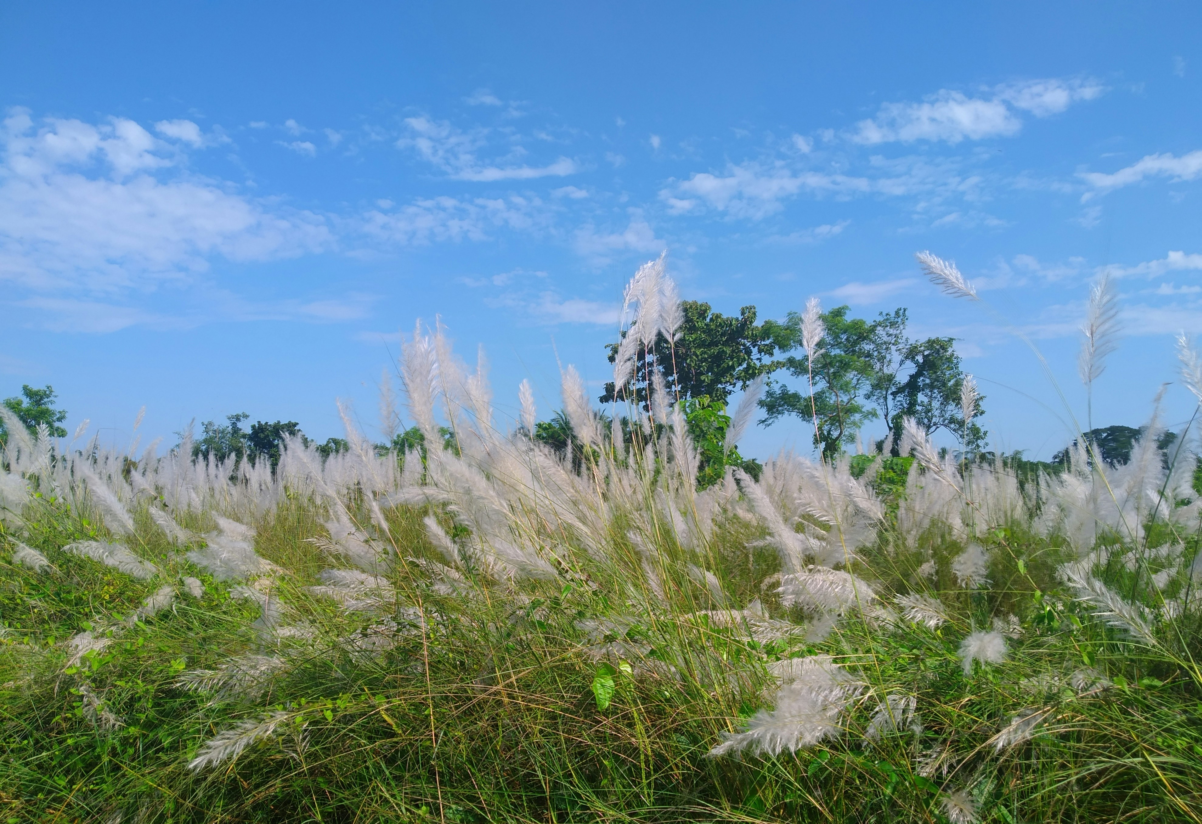 A field of tall grass with trees in the background photo – Free Sylhet ...