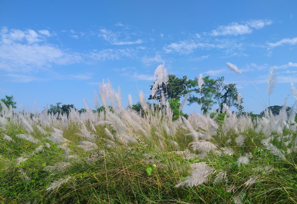 a field of tall grass with trees in the background