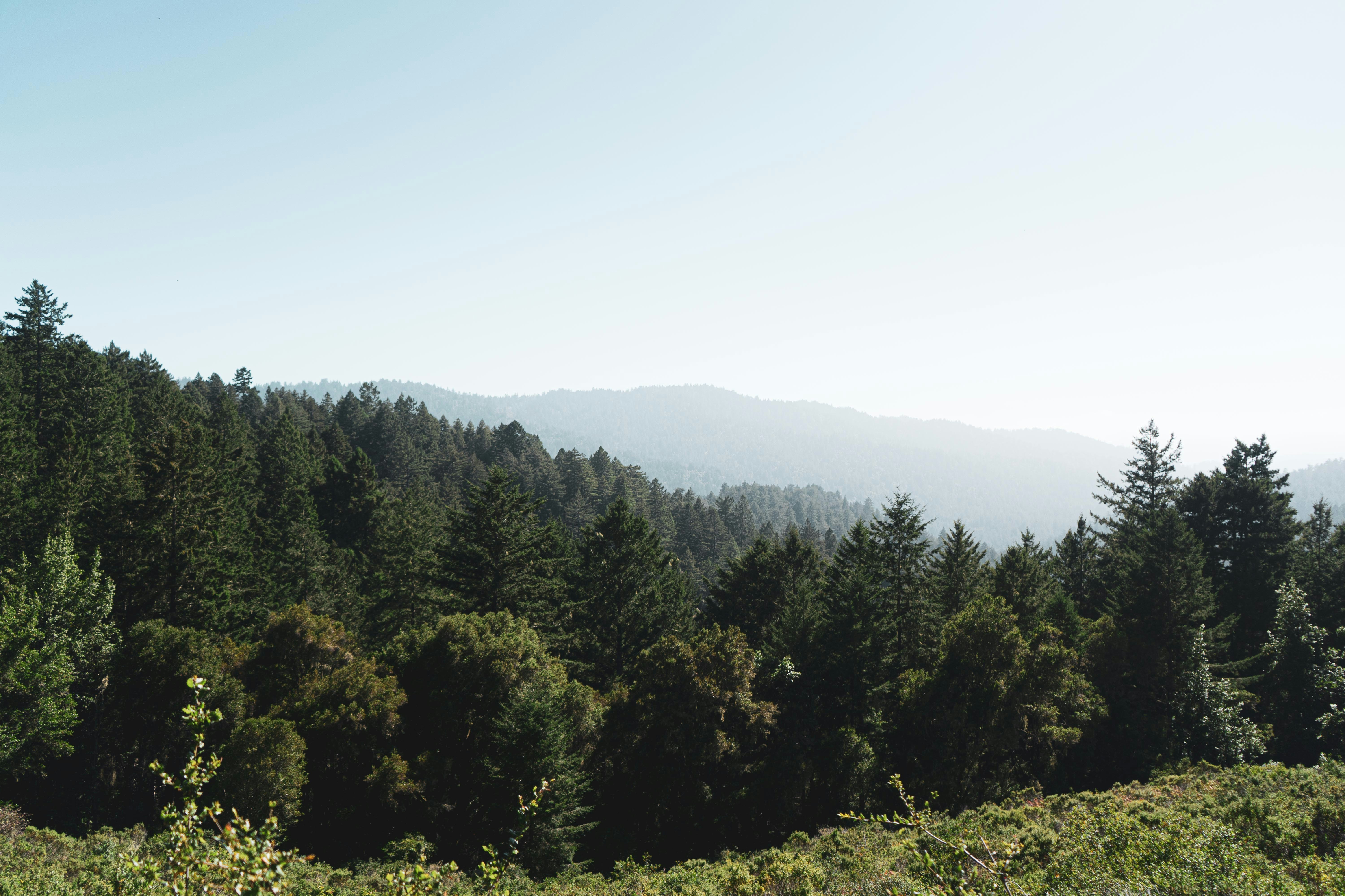 Green trees on mountain during daytime photo Free Portola state park road Image on Unsplash