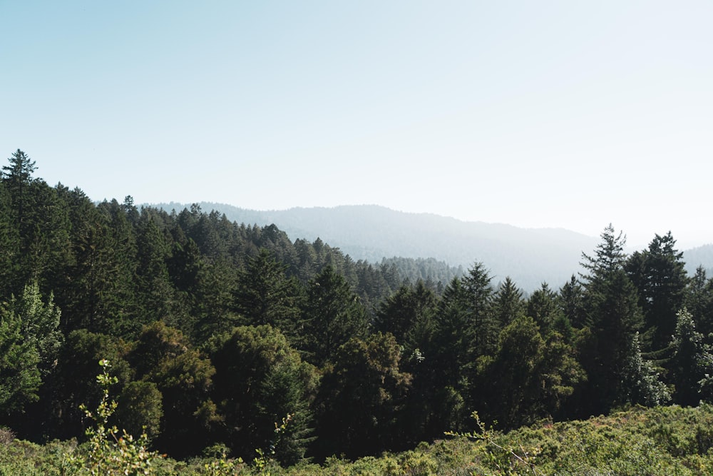 green trees on mountain during daytime