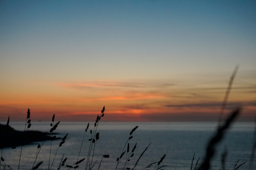 silhouette of grass near body of water during sunset