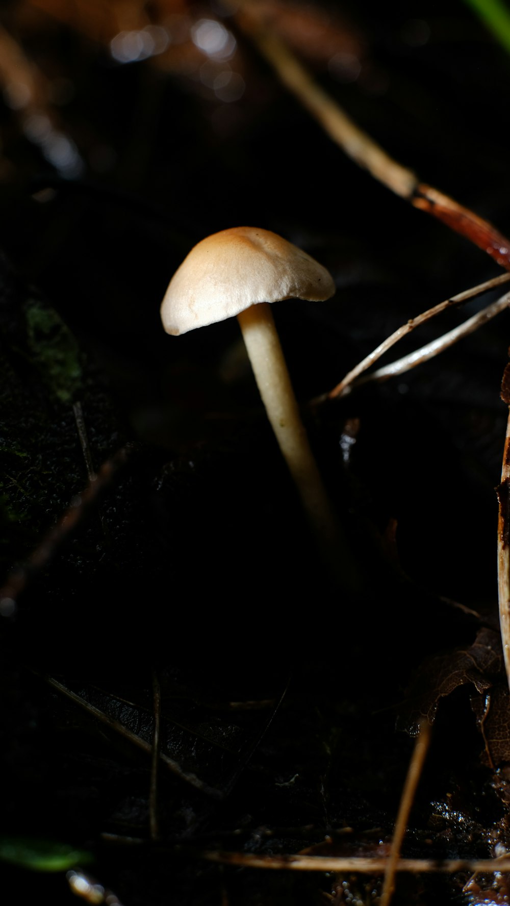 brown mushroom in the middle of the woods