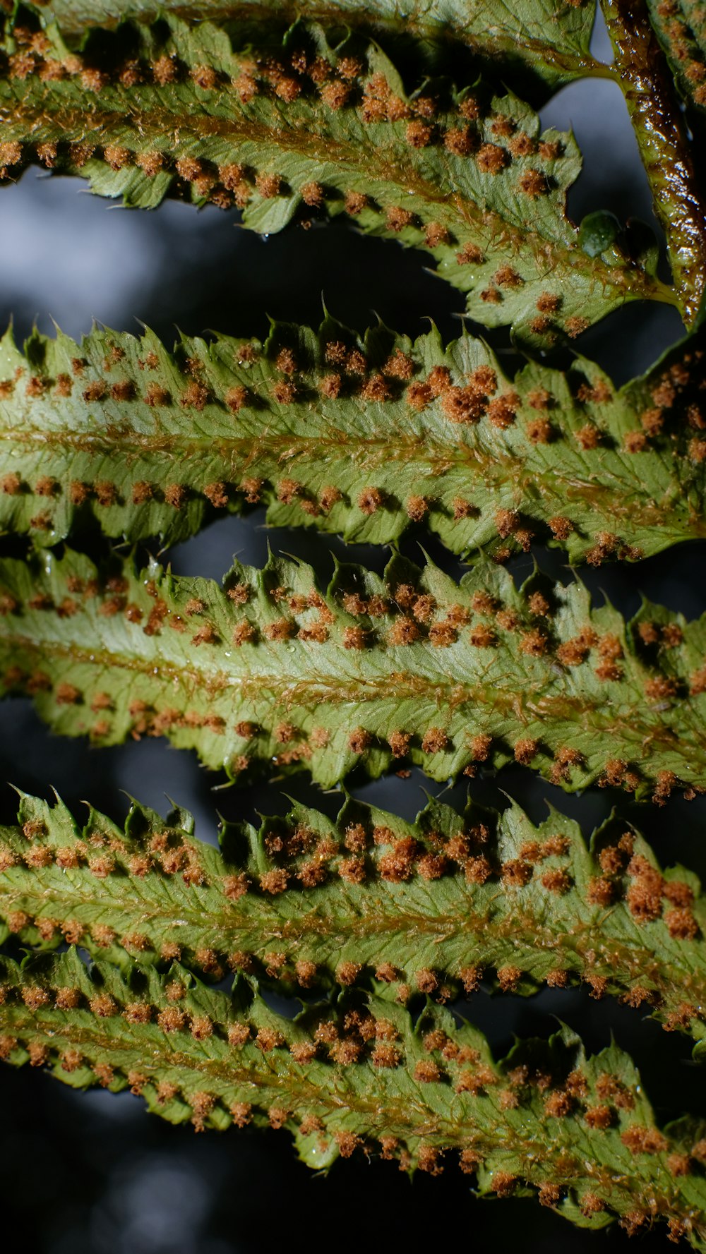 green and yellow leaf plant