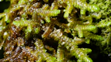 Close-up of the microalgae-filled photobioreactor tubes glowing with emerald green light.