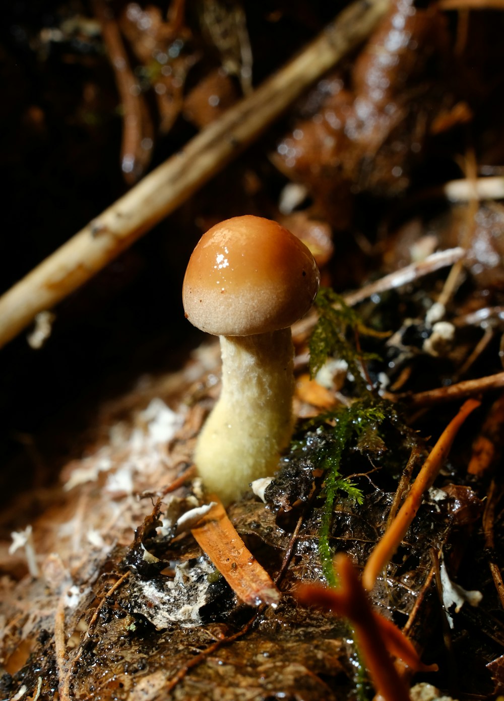 brown mushroom on brown soil