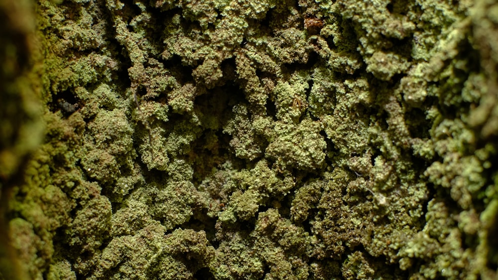 green moss on black surface
