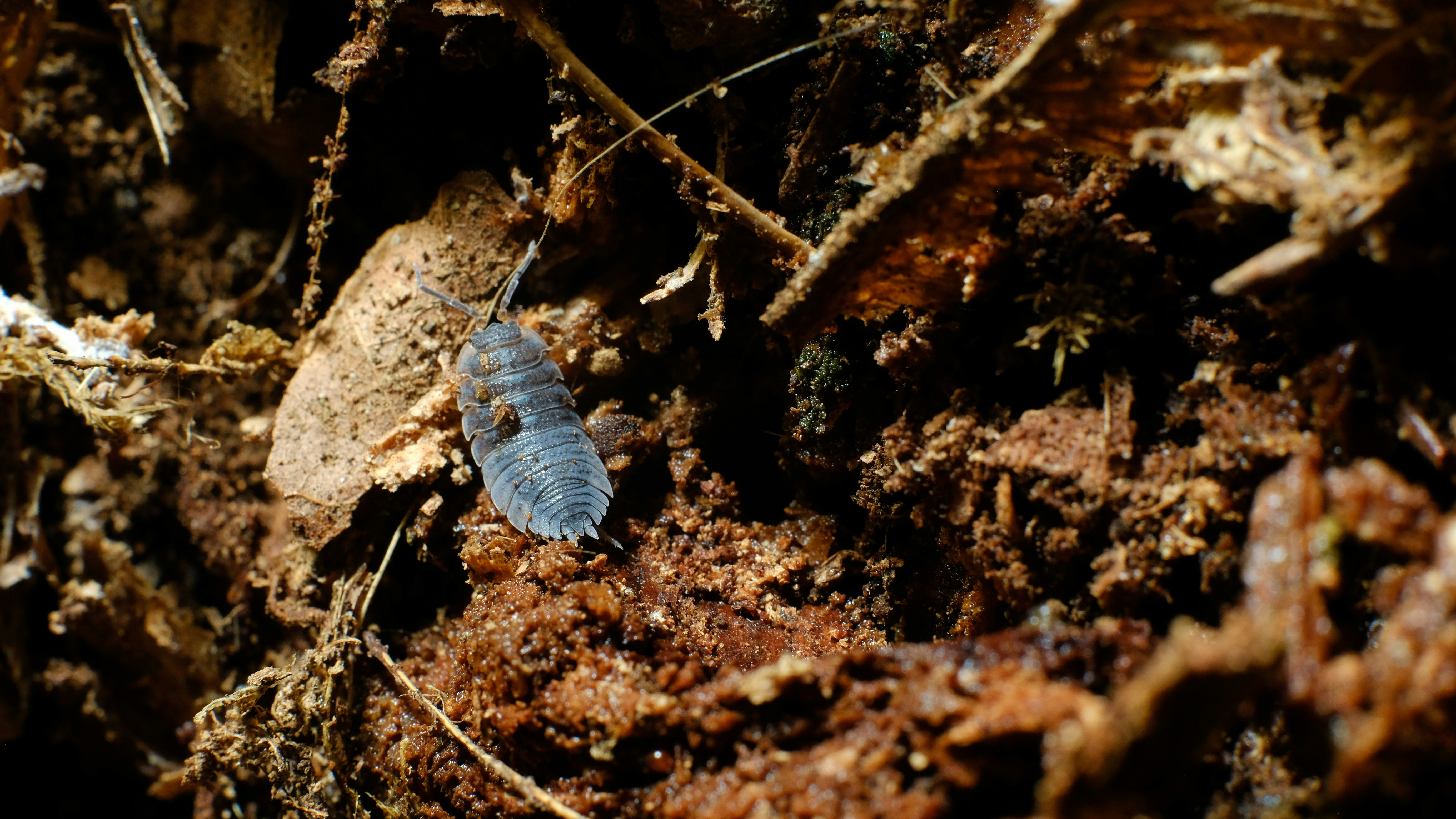 blue and white butterfly on brown rock