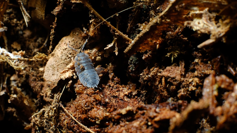 blue and white butterfly on brown rock