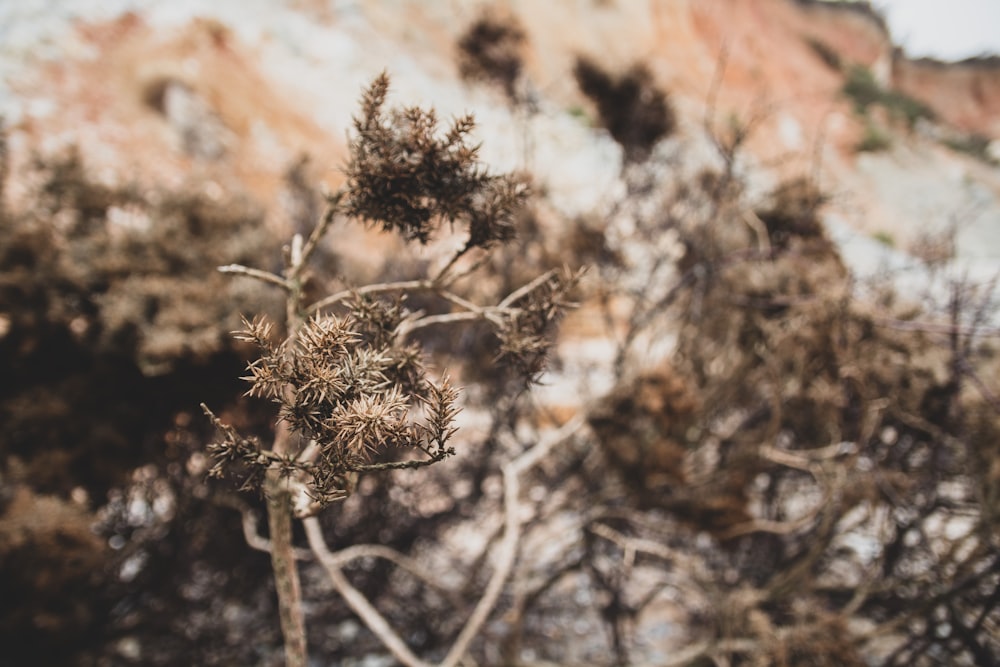 brown and white plant during daytime