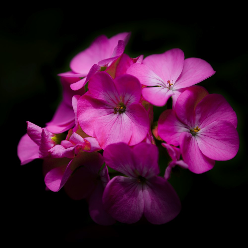 purple flowers in black background