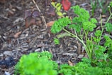 A yellow and black caterpillar is perched on a bright green parsley plant, surrounded by a natural garden setting with brown soil and scattered leaves.