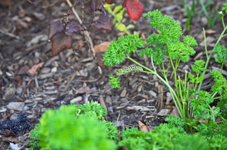 A yellow and black caterpillar is perched on a bright green parsley plant, surrounded by a natural garden setting with brown soil and scattered leaves.