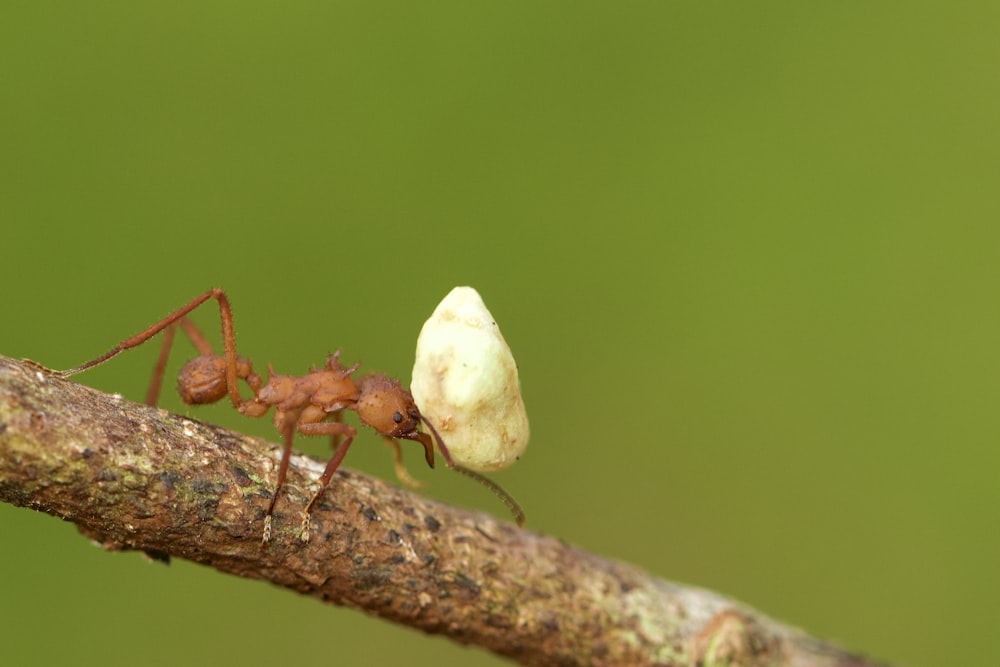 formica rossa su fungo bianco
