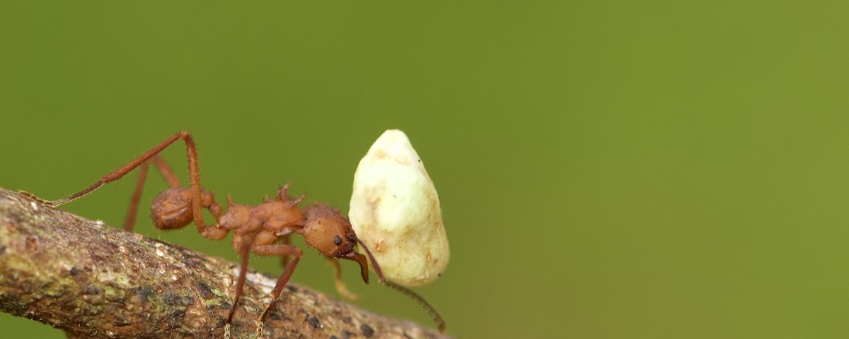 red ant on white mushroom