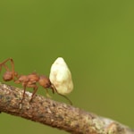 red ant on white mushroom