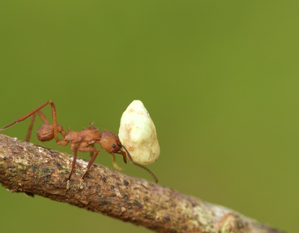 red ant on white mushroom