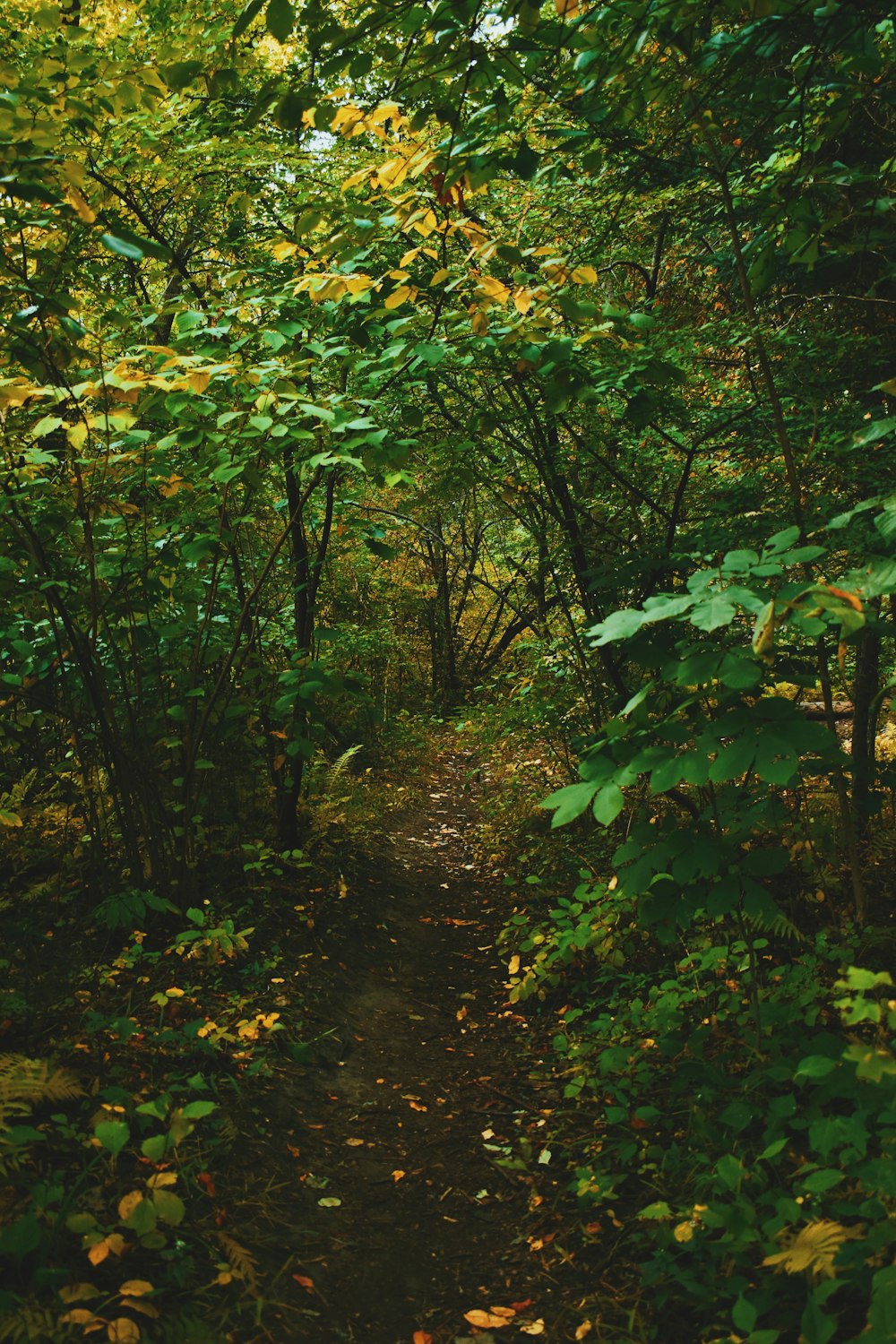 green and brown trees and plants