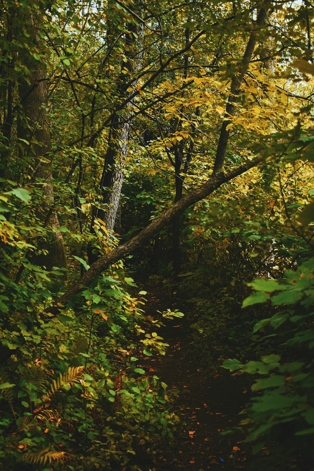 green and brown trees during daytime