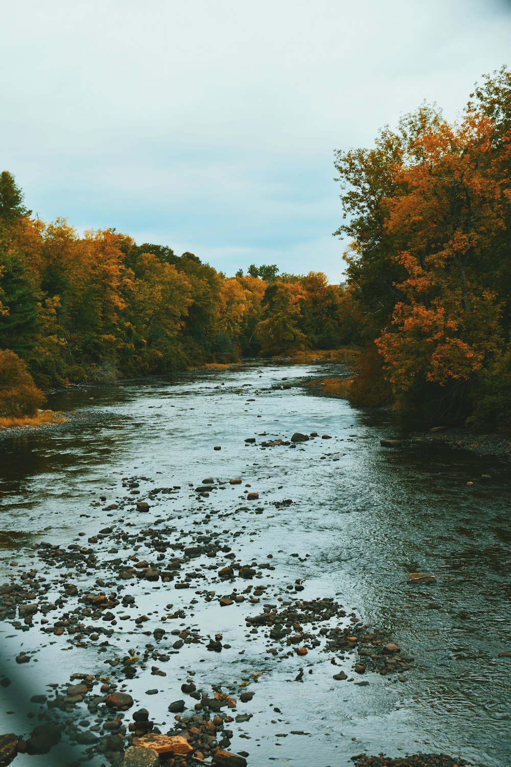 grüne und braune Bäume am Fluss unter blauem Himmel während des Tages