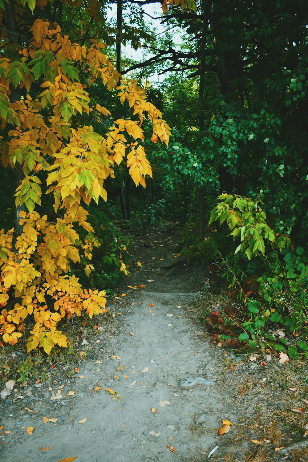 yellow leaves on gray concrete pathway