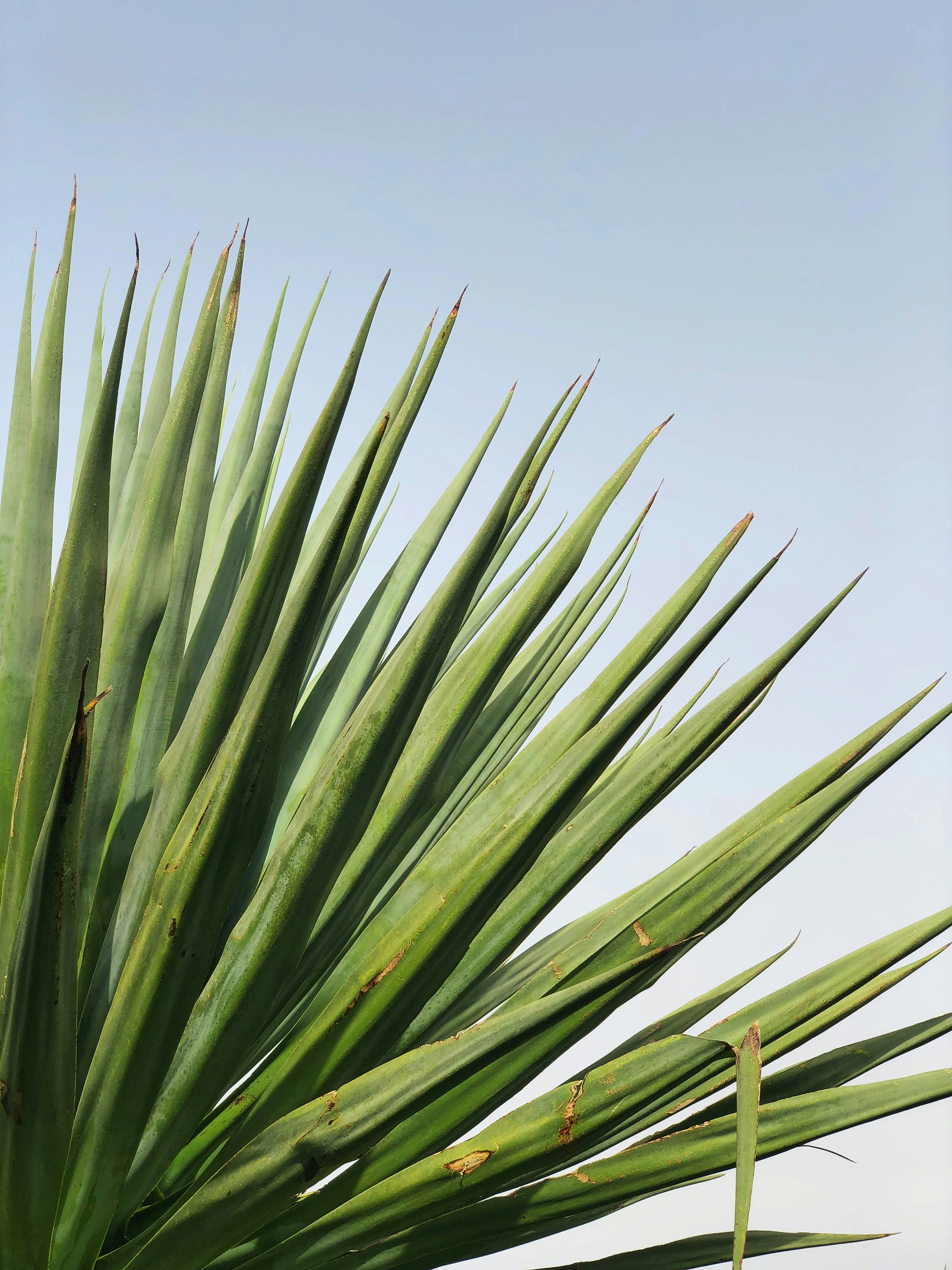 green plant under blue sky during daytime