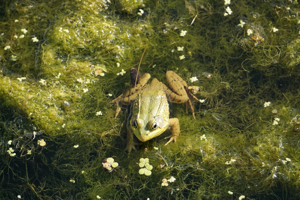 green frog on green water lily pad