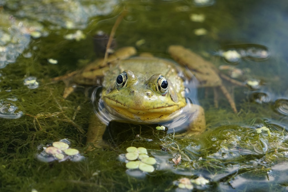 green frog on water lily