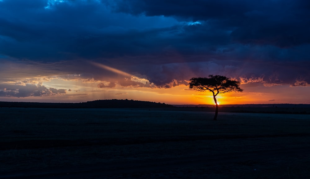 silhouette of trees during sunset