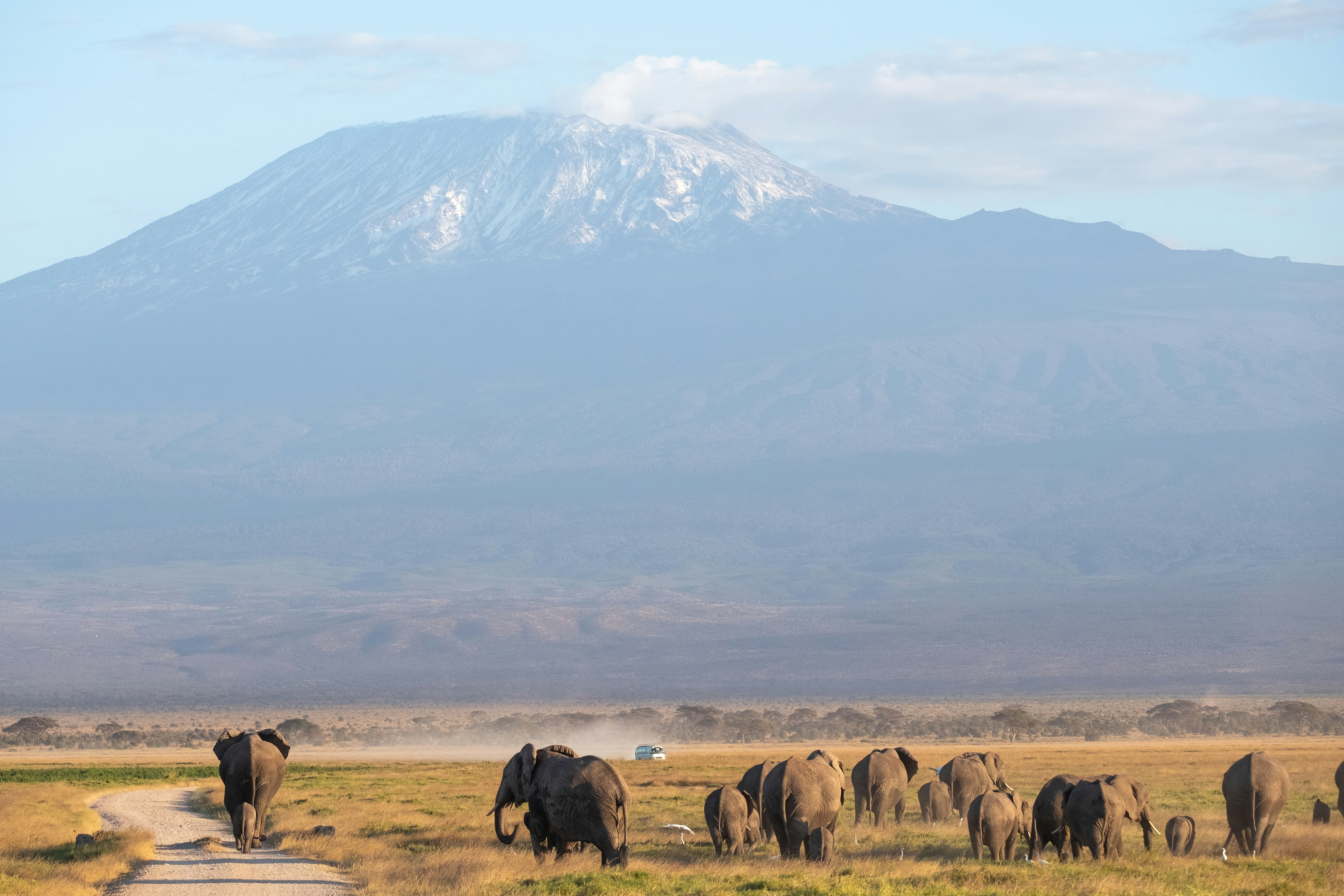 herd of horses on brown field near mountain during daytime