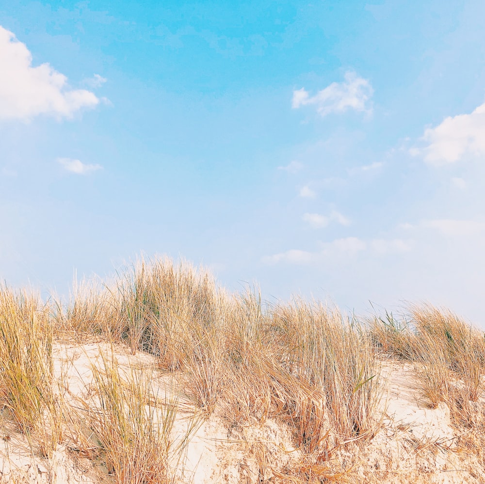 brown grass under blue sky during daytime