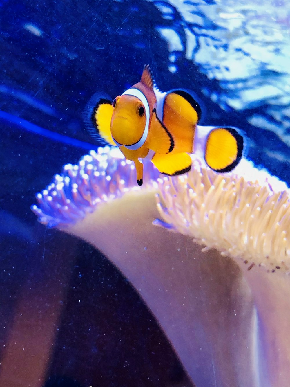 clown fish in water during daytime