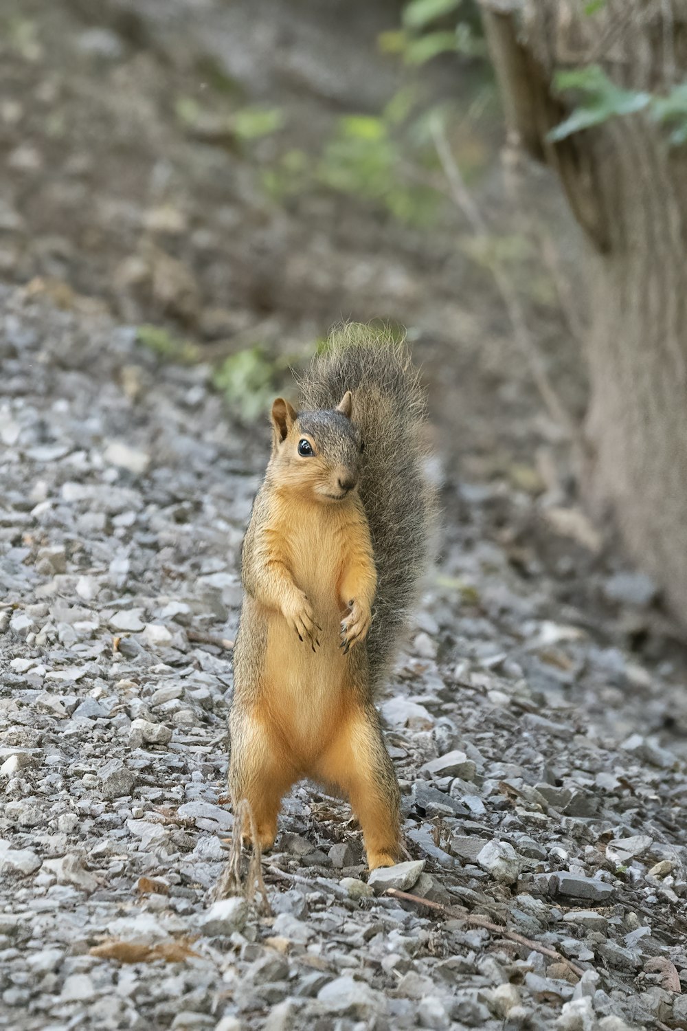 brown squirrel on gray ground during daytime
