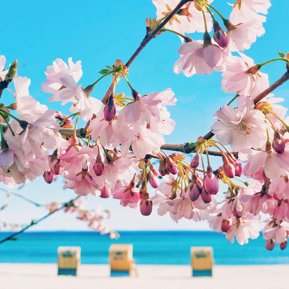 white and pink cherry blossom during daytime