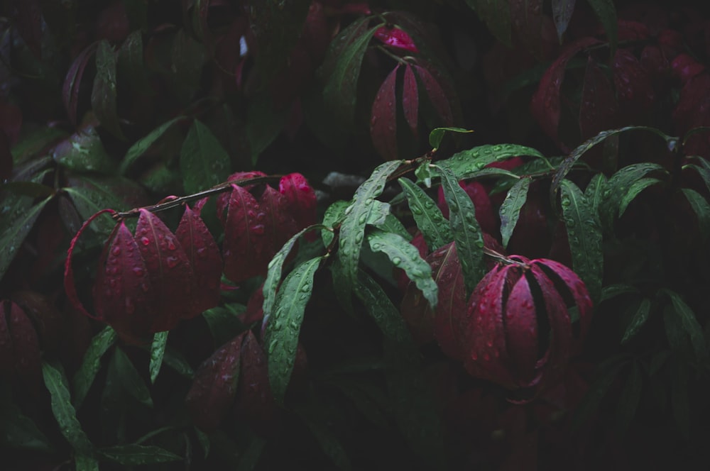 red and green plant leaves