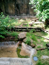 A naturalistic enclosure featuring greenery including bushes and trees, along with rocks and wooden logs scattered throughout. A shallow pool of water is visible in the foreground, with grassy areas surrounding the enclosure. The background consists of a stone wall.