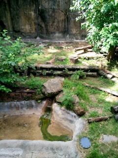 A naturalistic enclosure featuring greenery including bushes and trees, along with rocks and wooden logs scattered throughout. A shallow pool of water is visible in the foreground, with grassy areas surrounding the enclosure. The background consists of a stone wall.