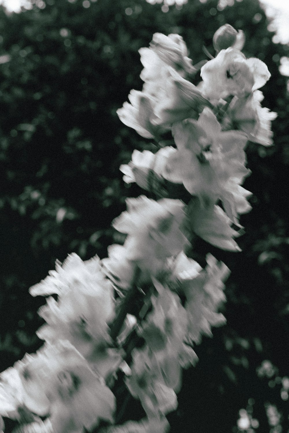 white flowers in tilt shift lens